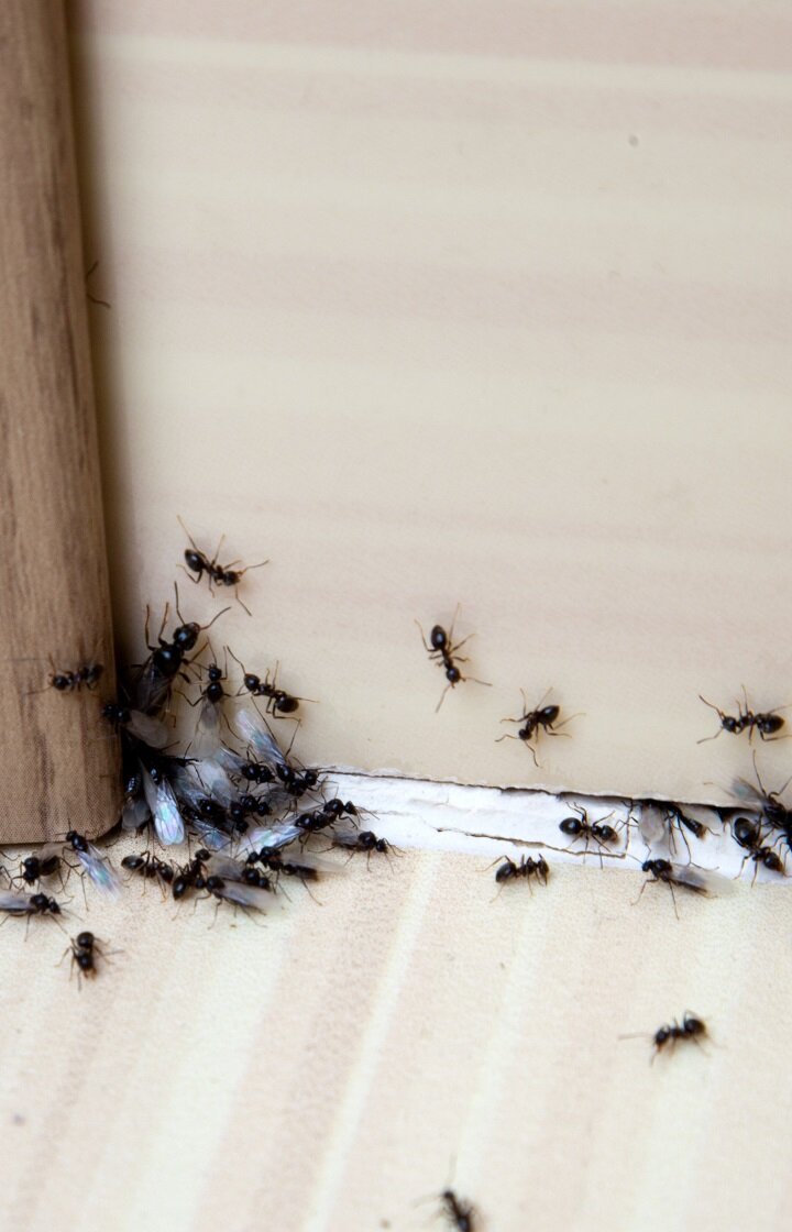 Как избавиться от муравьев в шкафу