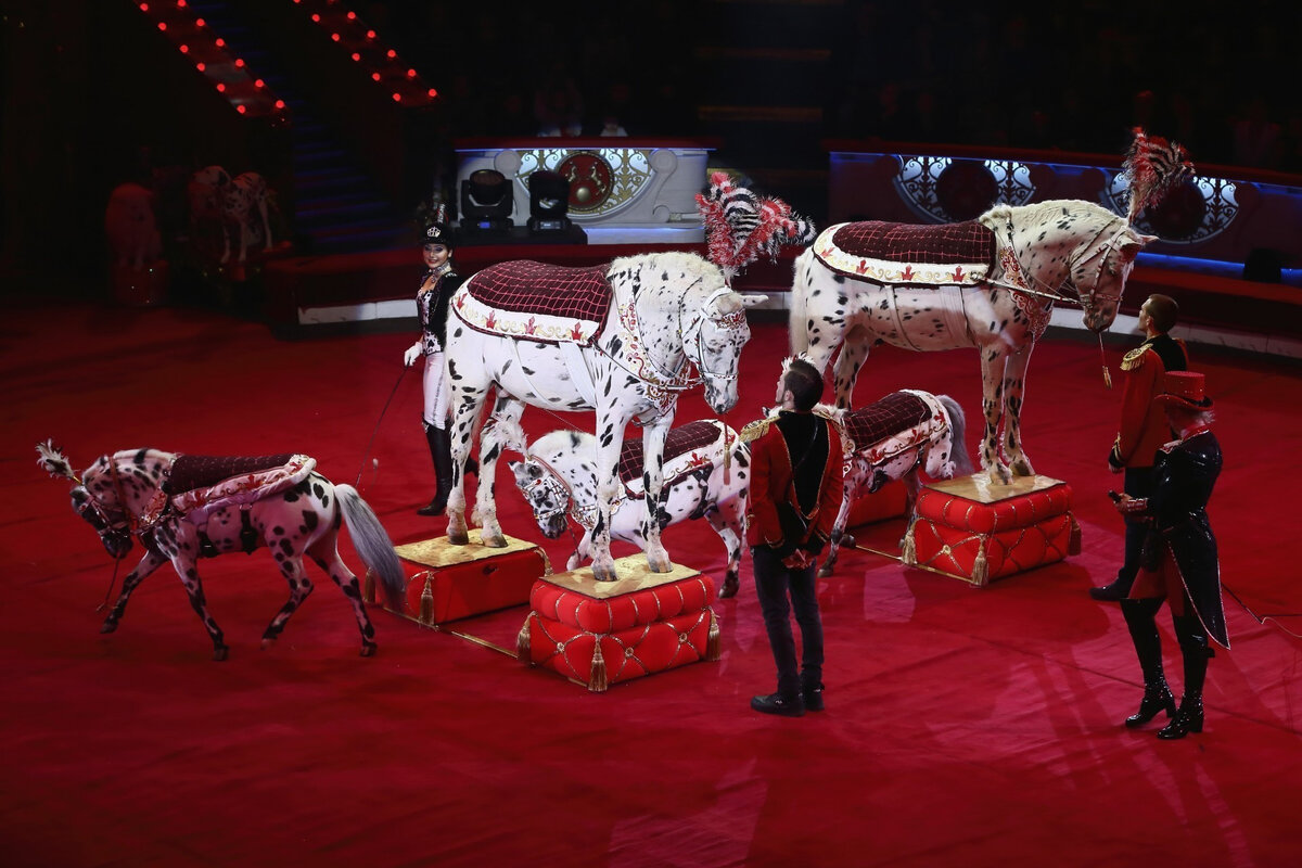 цирк бурлеск владивосток. королевский цирк гии эрадзе бурлеск. шоу гия эрадзе бурлеск. шоу гии эрадзе бурлеск. бурлеск эрадзе.