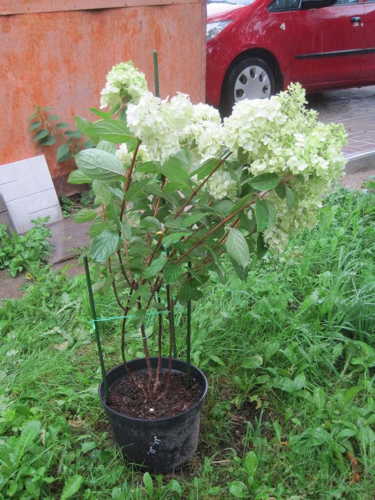 Саженец метельчатой гортензии. Фото используется с сайта vsegda-pomnim.com