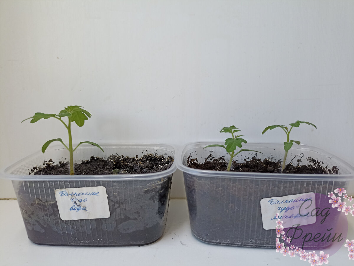 Кстати, проводила эксперимент с замачиванием семян в янтарной кислоте. Никакого эффекта не заметила