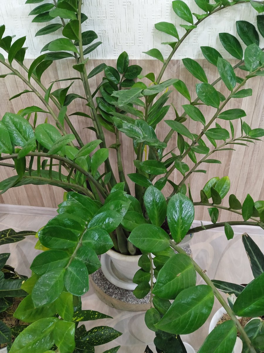 Света и воды не особо просит, однако полностью свою красоту раскроет именно при наличии достаточного освещения и влаги. 