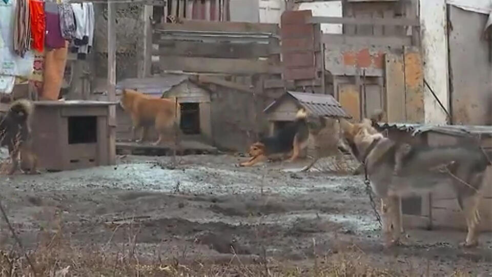 Фото: © скриншот видео