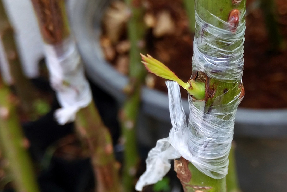 Прививка или окулировка роз