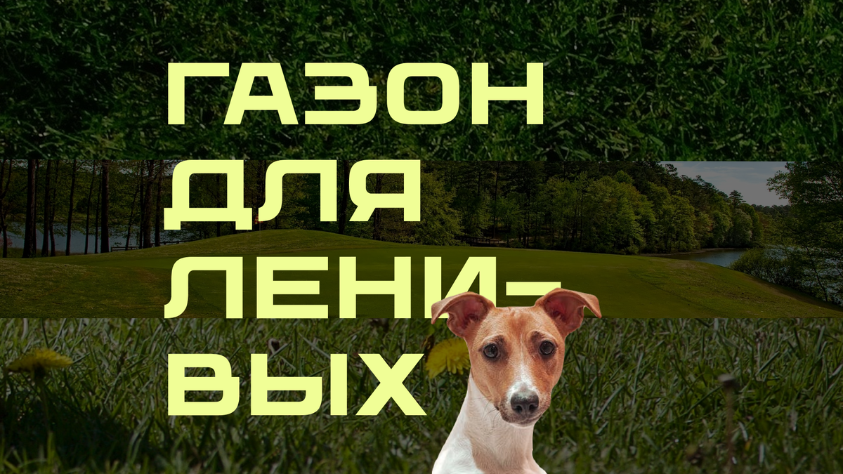 Ленивый газон: что посадить, чтобы было красиво | Строим дом по цене  квартиры | Дзен