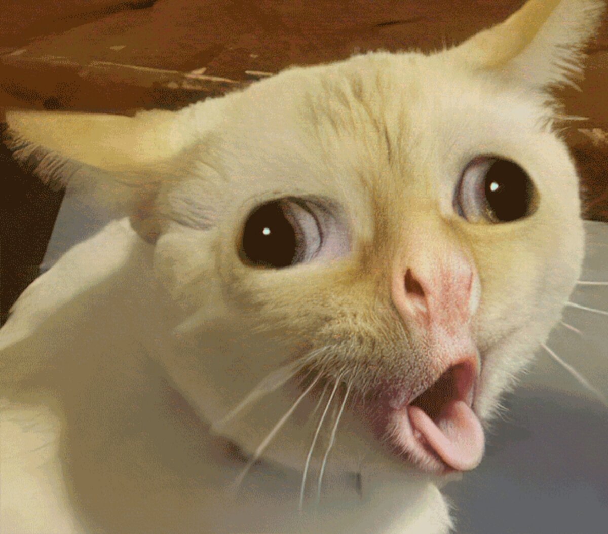 Кот Мем. Кот с открытым ртом Мем. Кот с языком в трубочку. Мем картинки.