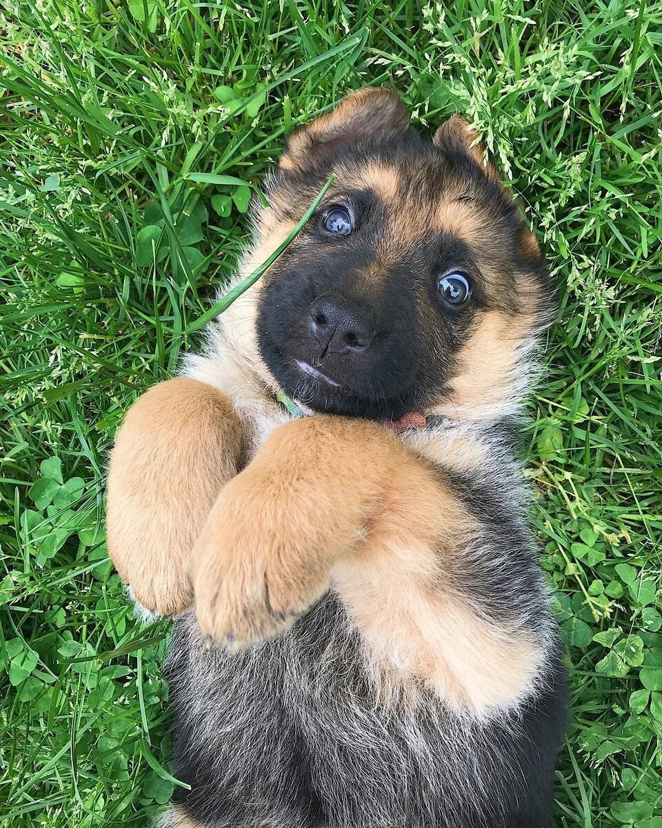 Фото взято из Яндекс картинки