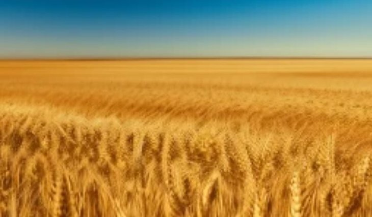    Урожай зерна в Саратовской области достиг 3 млн тонн