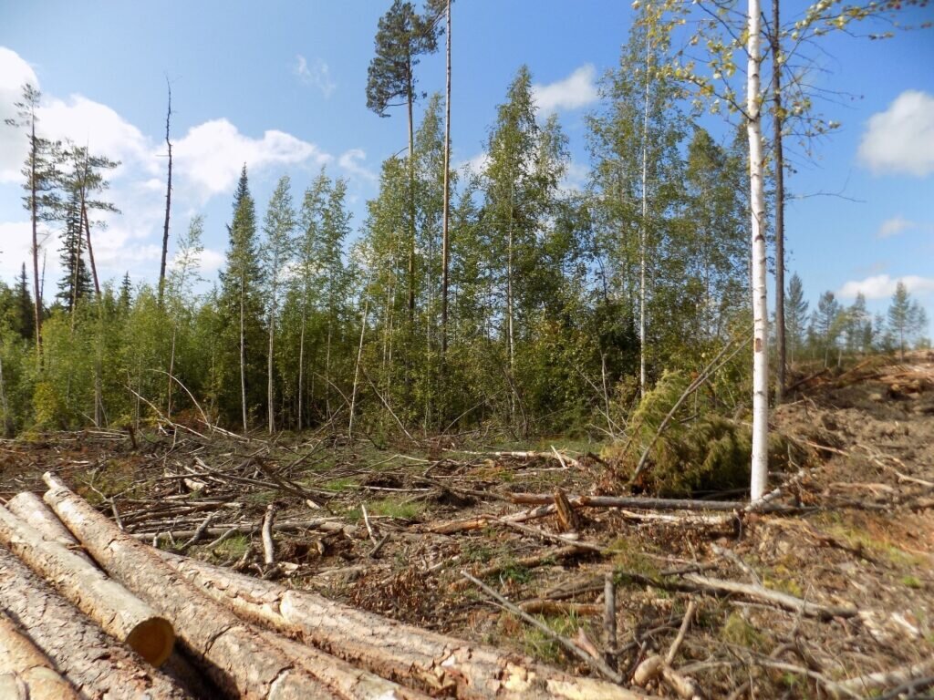 В Климово после незаконной рубки сосен ДОК обязали провести восстановление  леса | Брянская губерния | Дзен