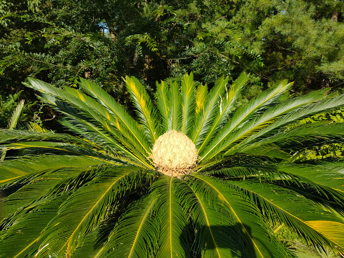 Если оказались в Сухуме, то сходите в ботанический сад, - рекомендовали мне туристы- он самый старый на Кавказе. Вот я отправилась посмотреть, что же там такое особенное есть.-8-3