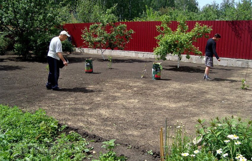 5 свежих идей для оформления лужайки на даче | лоскут-ок.рф