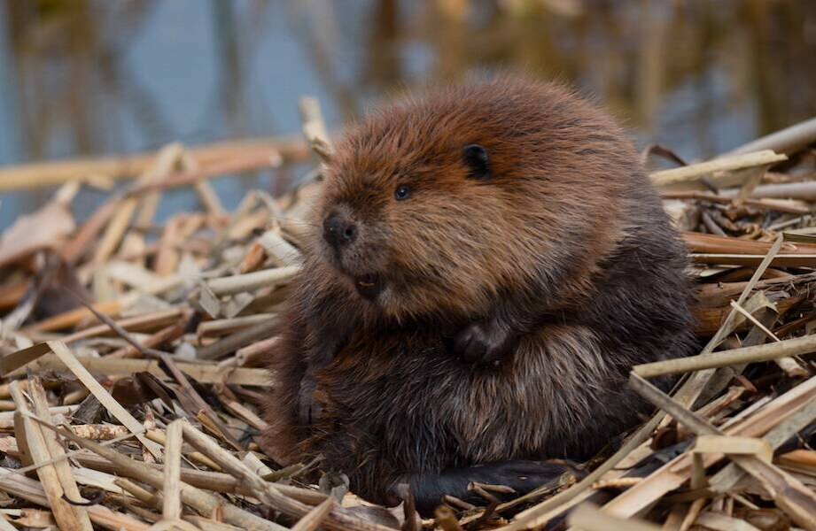 Канадский Бобр (Castor canadensis). Бобры семья. Бобровая плотина. Веки бобра.