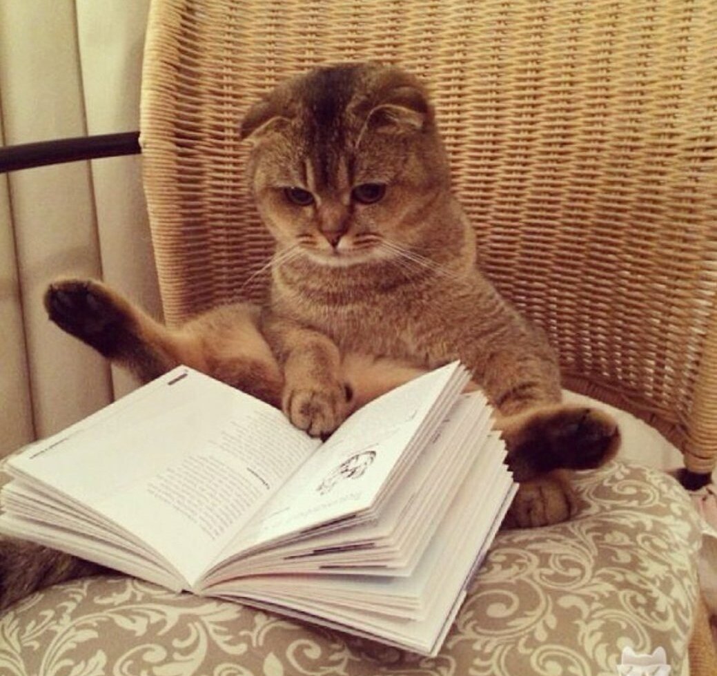 Кот за книгой