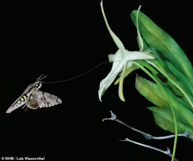 К слову, у мадагаскарского бражника есть континентальный собрат — Ксантопан предсказанный, длина хоботка которого составляет жалкие 22 см.