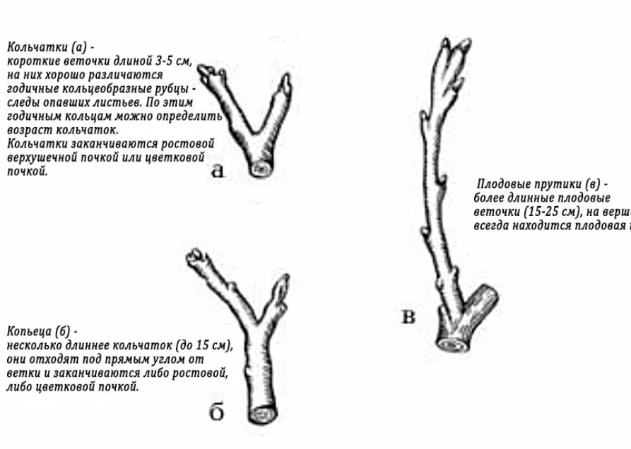 плодушка яблони. штамбовая ива прививка. плодовые почки. как выглядят плодовые почки у яблони. кольчатки, плодовые прутики и.