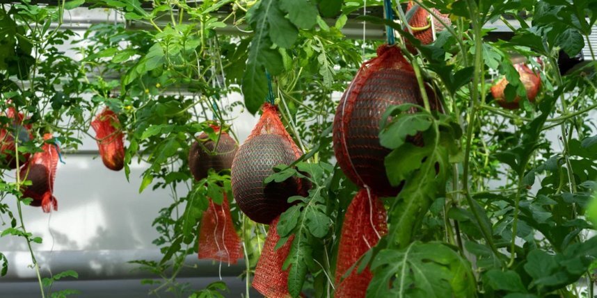    Пресс-служба Царского села.