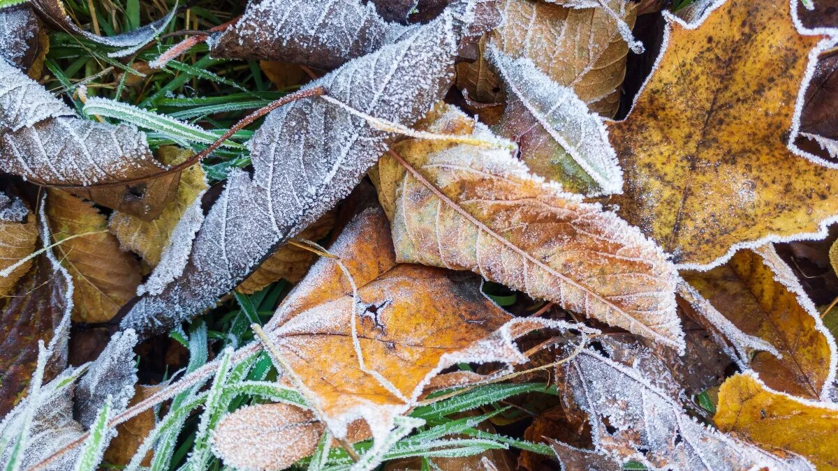 Заморозки. Фото: unsplash.com