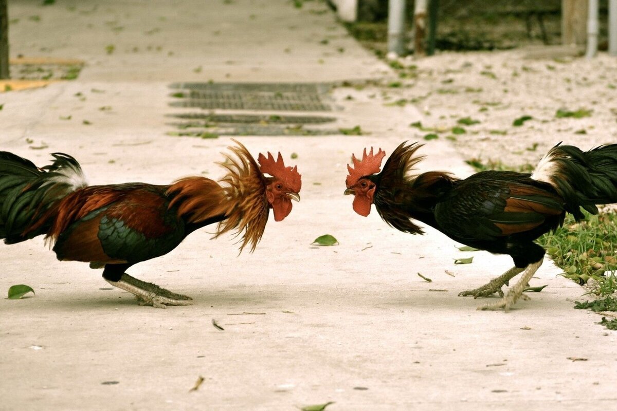 Самонаказание в Ба Цзы: Петух – Петух. Из открытого источника