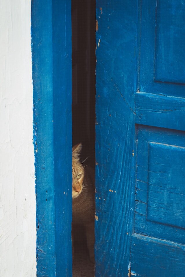 Природное любопытство кошки + приоткрытая дверь = опасное сочетание. Photo by Guillaume Didelet on Unsplash