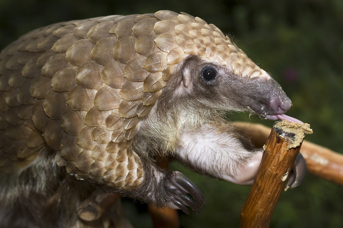 Житель Африки верят, что в норах этих животных скрыты несметные сокровища, а встреча с ним сулит удачу. 