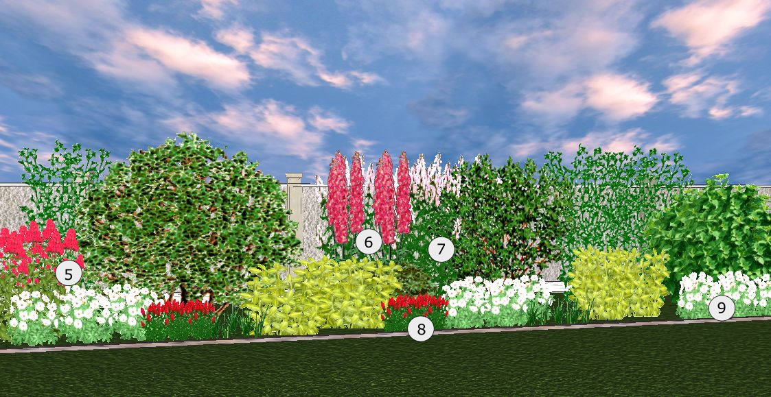 Июль: 5 - монарда "Фаербол", 6 - дельфиниум "Магический фонтан", 7 - вероникаструм виргинский, 8 - вероника колосковая "Ротфукс", 9 - герань садовая "Algera Double"