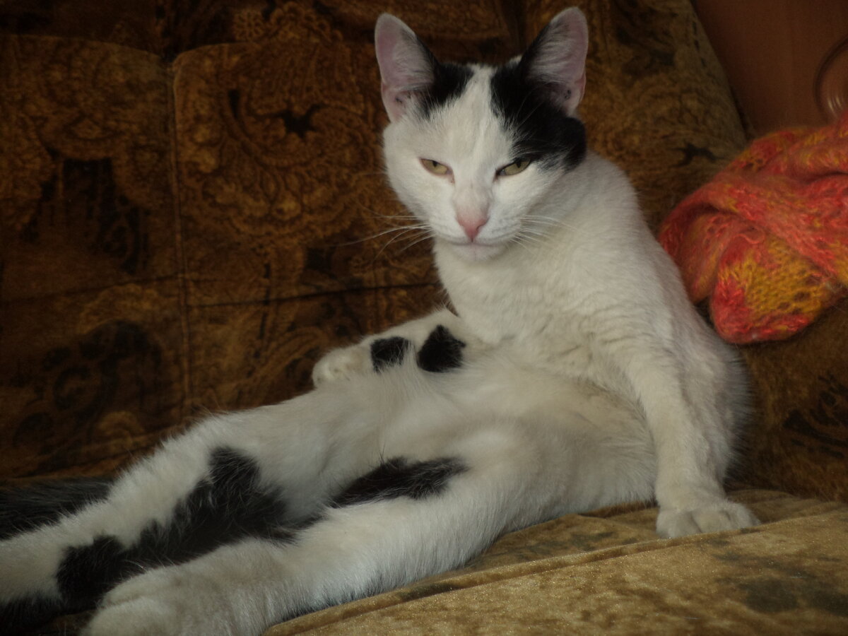 Синги: "Это я-то грязнуля?!!"