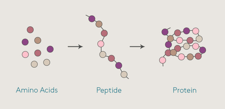 Взято отсюда — https://www.colorescience.com/learn/peptides-for-skin