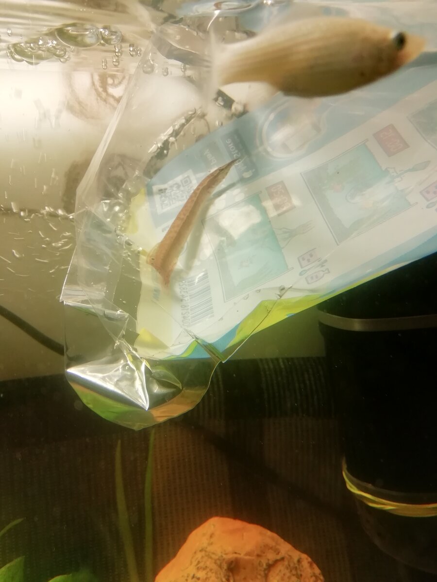  Вот и он, только пришел домой. 