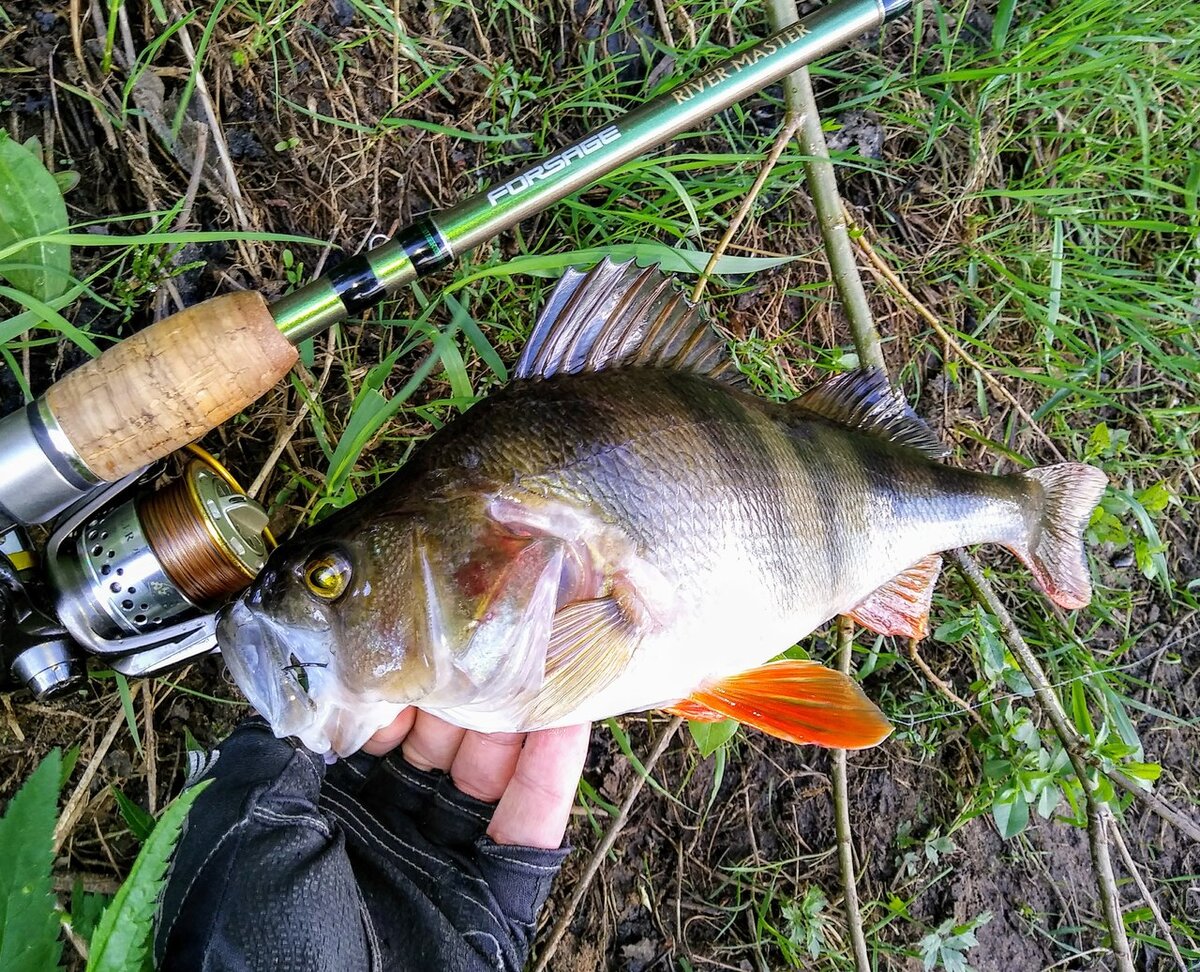 Справиться с чешуей такого красавца порой бывает очень проблематично...
