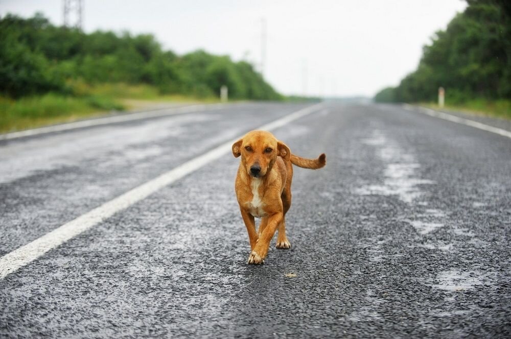 Собаки и люди на дороге. Собака на дороге. Собака бежит по дороге. Грустная собака на дороге. Собака идет.