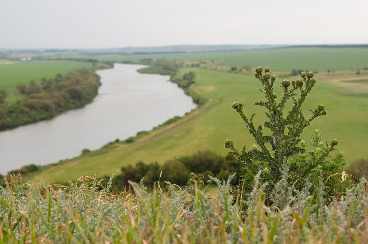 Село дон. Село Донская Негачевка. Река в Донской Негачевке Липецкая область. Разлив Дона Донская Негачевка. Донские просторы Воронежской области.