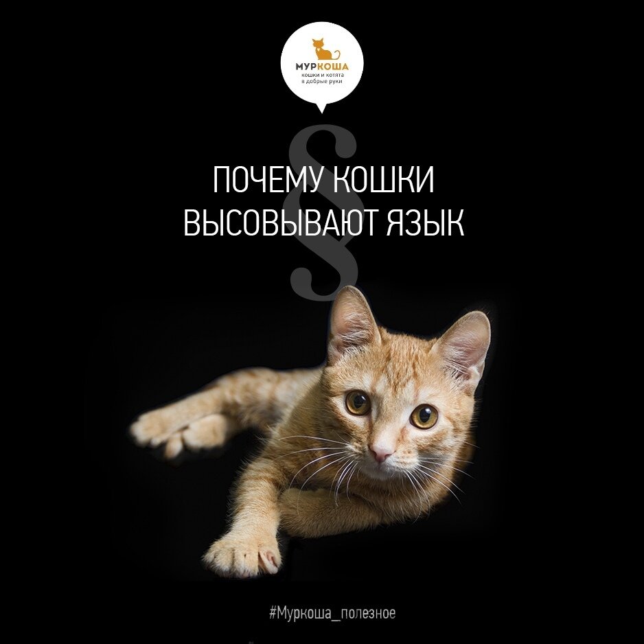 На фото вам позирует любознательный котенок Храбрый! К счастью, малыш уже обрел уютный дом и любящую семью.