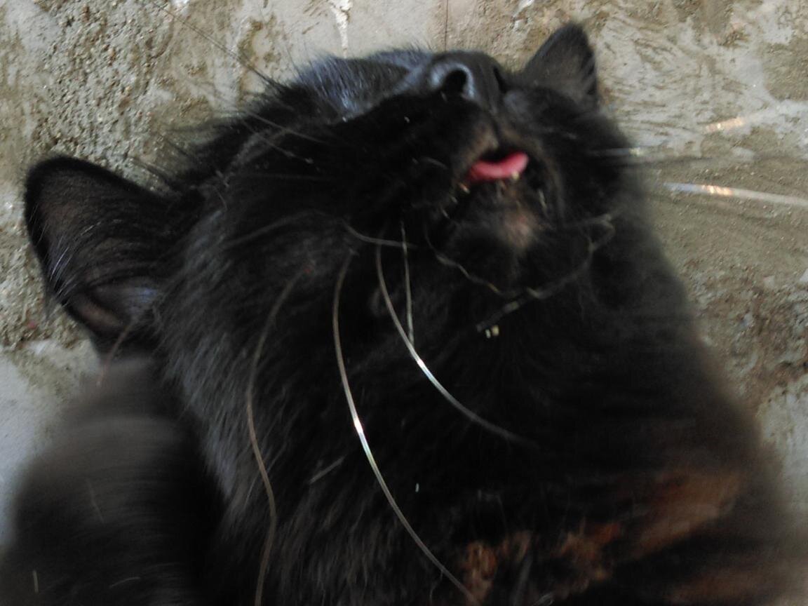 - Погодь, сейчас с удовольствием почешусь и буду готова
