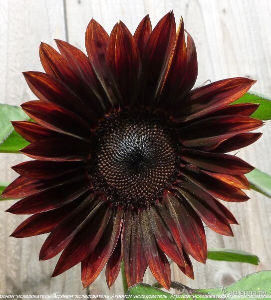 Шоколад подсолнечник ( подсолнечник однолетний «Шоколад»)