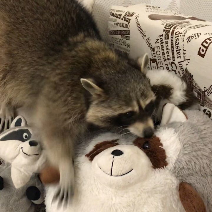 Во время гона Чесуля грыз плюшевого енота