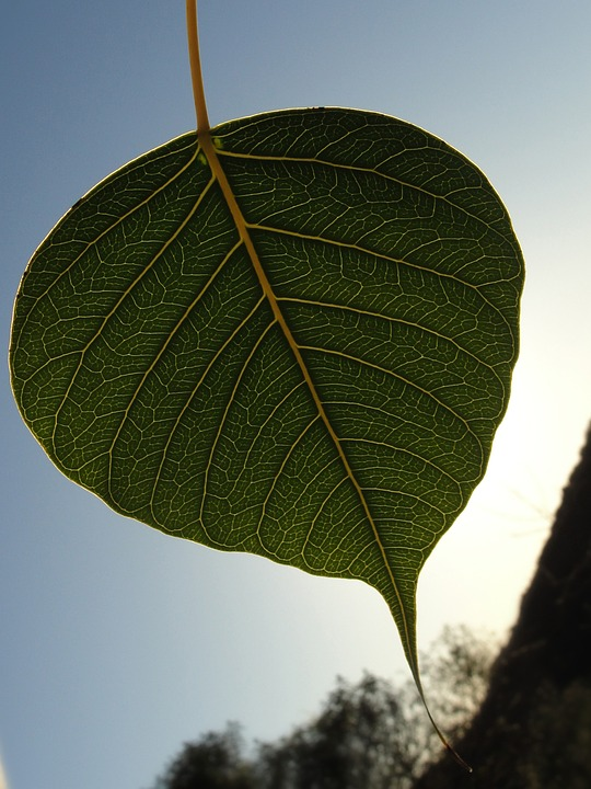https://cdn.pixabay.com/photo/2013/03/05/02/56/bodhi-leaf-90454_960_720.jpg