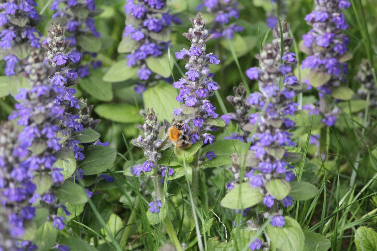 Фото моё @art_earsel 