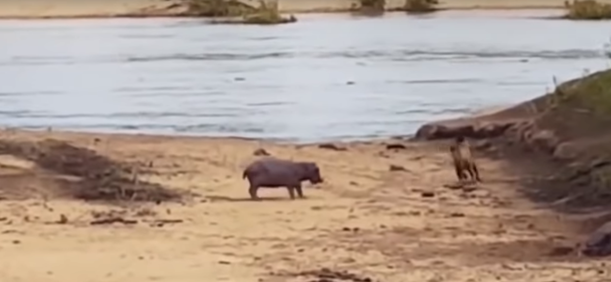 Бегемот бросается в атаку и отгоняет льва