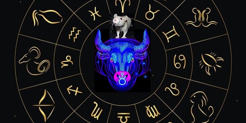 Яндекс картинки(коллаж автора)