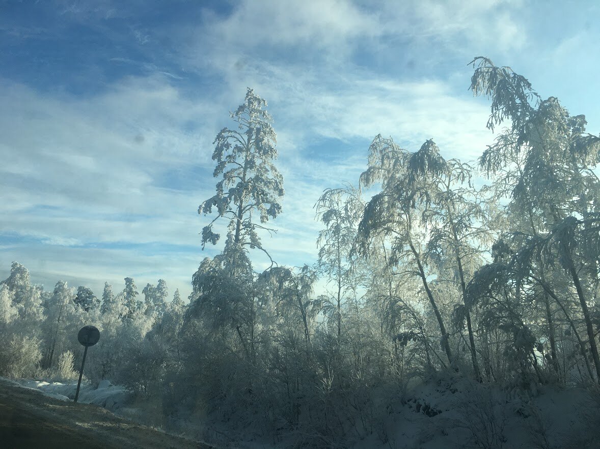 Деревья все запорошены снегом