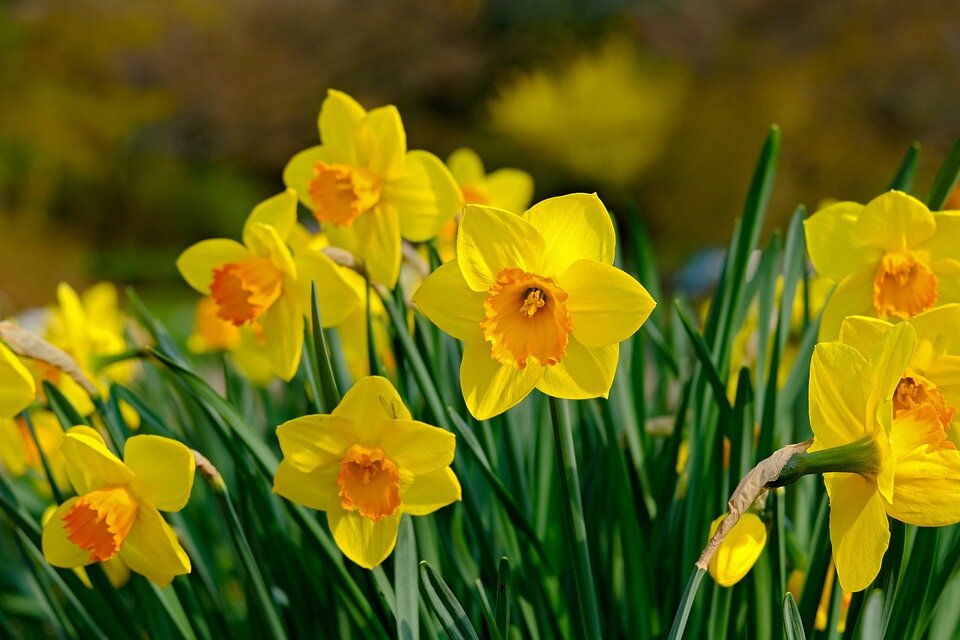 https://cdn.pixabay.com/photo/2019/05/12/10/29/narcissus-4197646_960_720.jpg