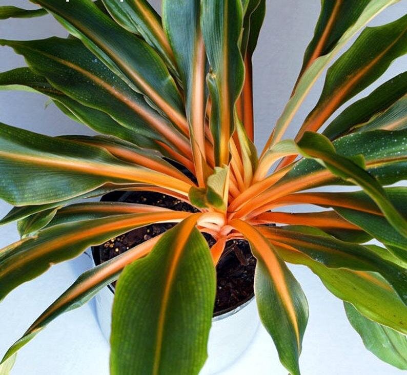 Хлорофитум "Оранжевый мармелад"