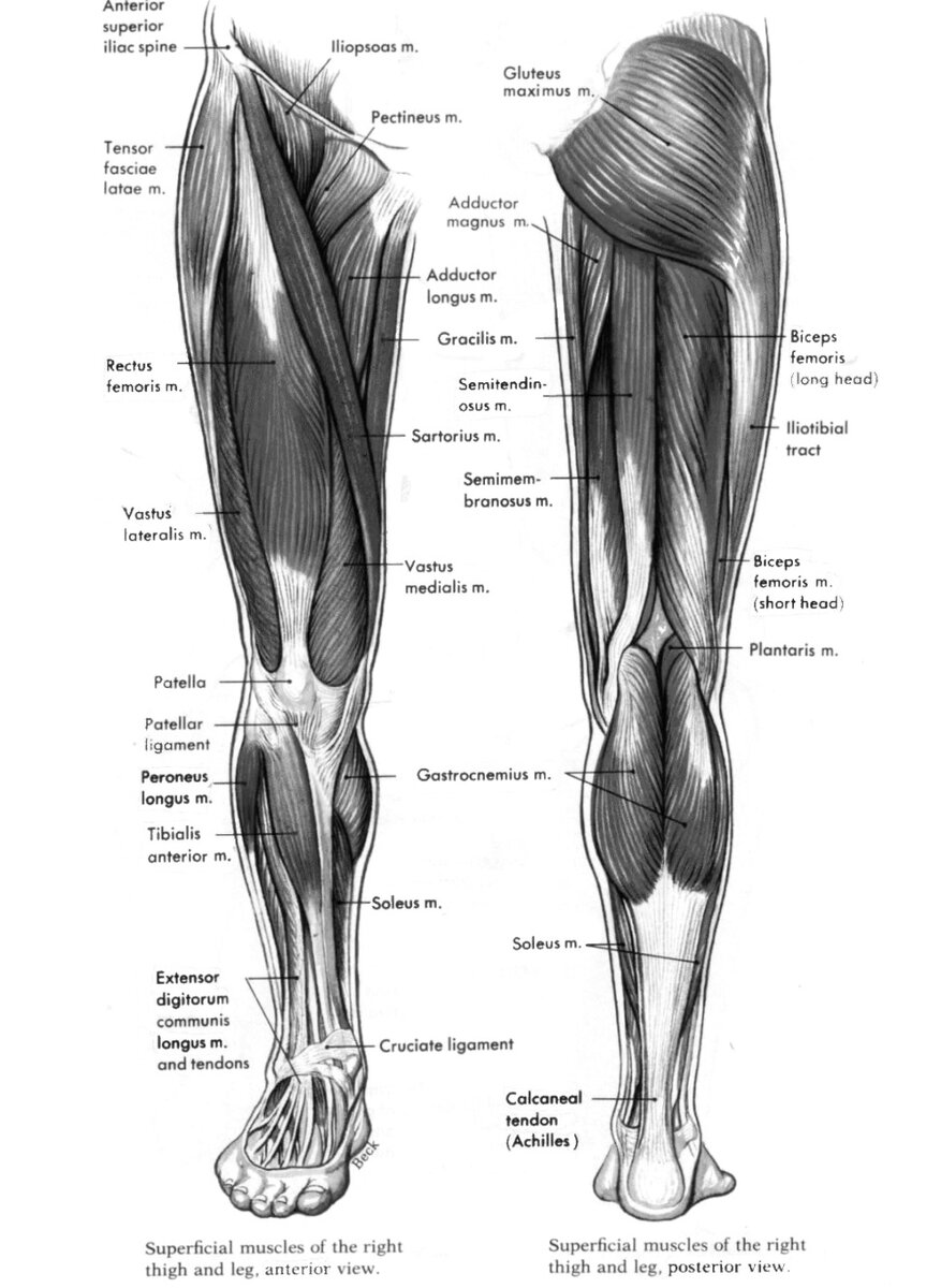 Часть ноги на б. Строение голени человека спереди связки. Мышцы ноги человека спереди. Сухожилия голени анатомия. Мышцы ног спереди схема.