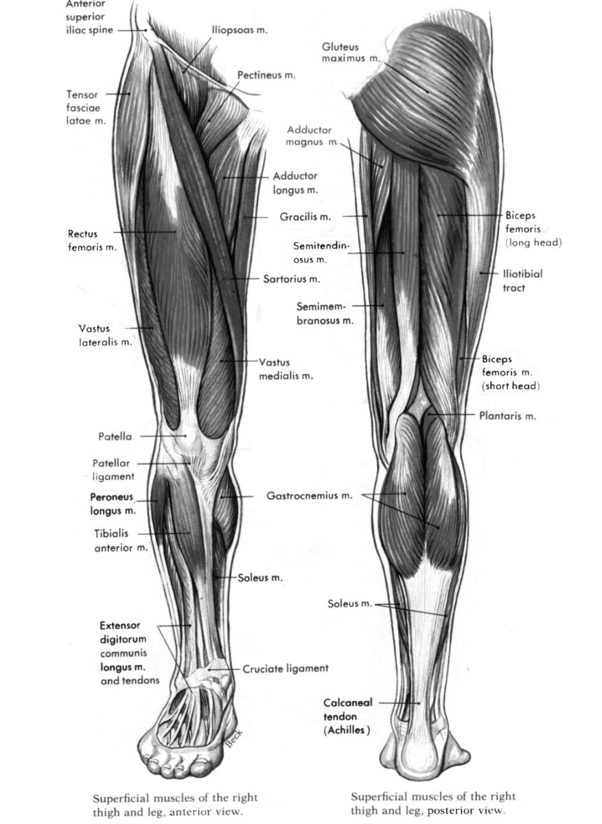 Мышцы ног человека названия анатомия картинки