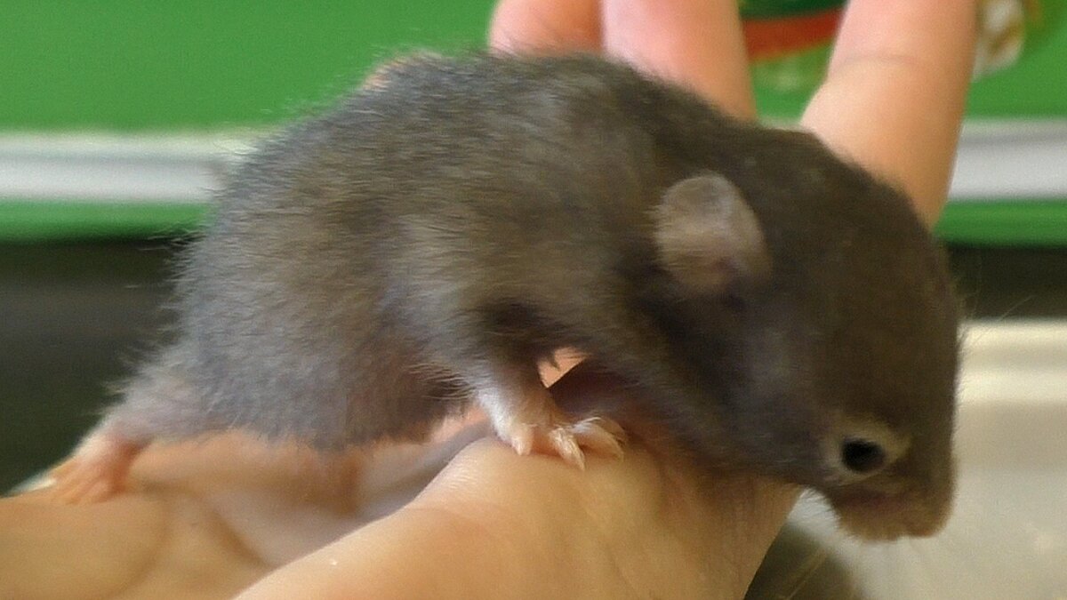 Прикольный да?