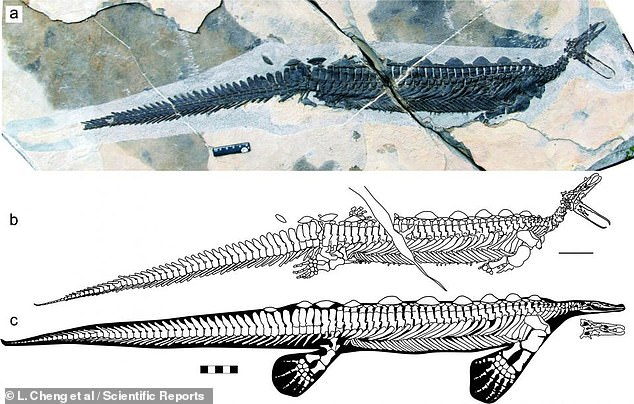 250 миллионов лет назад в море у берегов Китая плавал дальний предок утконосов, который был еще страннее, чем его современник. Утконосы являются уникальными существами.-2