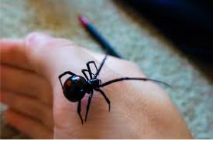 Всем знакомая Черная вдова, относится к этому  виду.