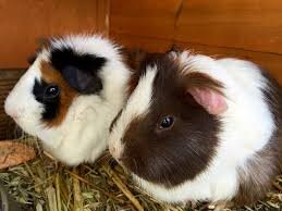 Морские свинки