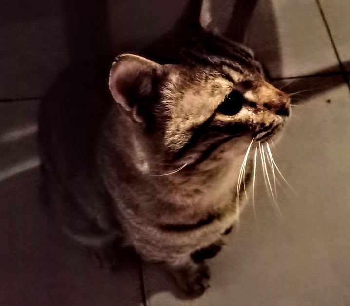 Вот он, герой!