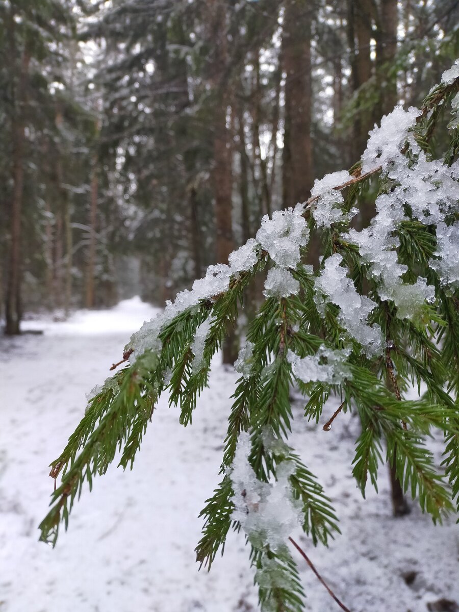 Февральские капели