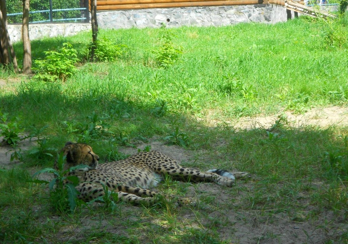 гепард отдыхает